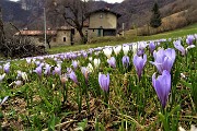 82 Fioriture di Crocus a Vettarola